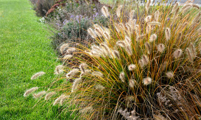 flowerbeds with ornamental grasses in long lines in autumn with glittering dewdrops on the ears of...
