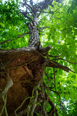 Pine tree with bare roots growing on loess rock wall soil. Downside view. Szczebrzeszyn Landscape Park, Poland, Europe.