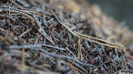close up of pine needles and ants