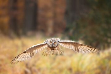 Amazing owl, Eurasian eagle-owl, Bubo bubo, in flight. Autumn colored background. Pure nature.