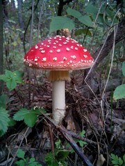 red mushroom in the forest