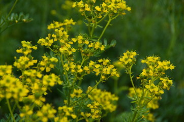 field of yellow flowers