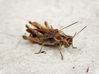 grasshoppers on white background 