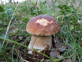 boletus edulis mushroom