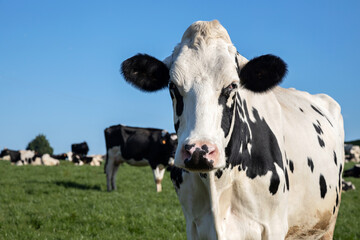 Portrait of a white and black cow