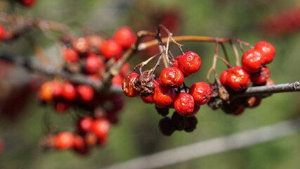 red berries on a branch