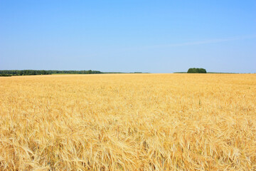 Golden ears of wheat in a field