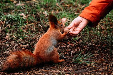 A girl feeds a walnut to a red squirrel in the autumn forest