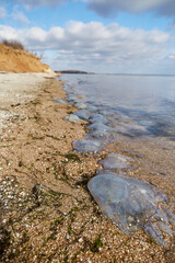 Dead jellyfish in the shallow waters of the seashore.