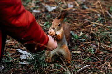 A girl feeds a walnut to a red squirrel in the autumn forest