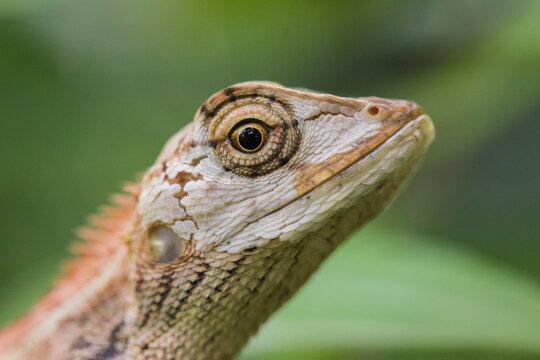 2,166 Resting Chameleon Images, Stock Photos, 3D objects, & Vectors |  Shutterstock