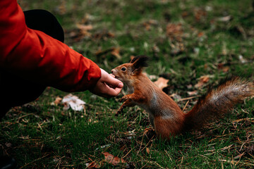 A girl feeds a walnut to a red squirrel in the autumn forest