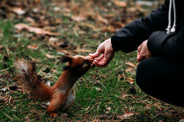 A girl feeds a walnut to a red squirrel in the autumn forest