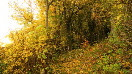 sunset in the forest with leaves during fall