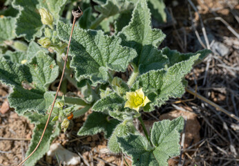 Squirting cucumber's yellow flower top view.