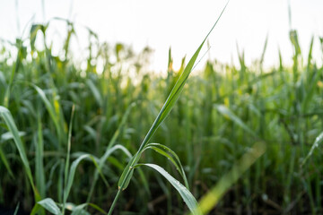 夏の朝にとった朝露の付いた草と朝日の逆光