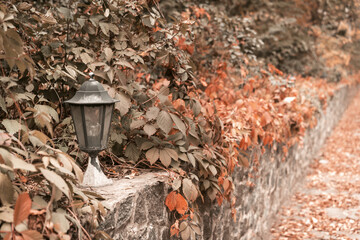 Street lantern on stone curb overgrown with ivy. Warm autumn in the city. Tinted image. Abstract background.