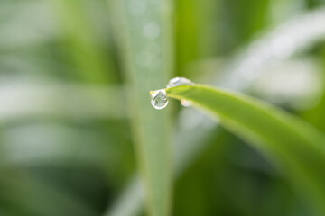 朝露の付いた夏草と水滴のクローズアップ