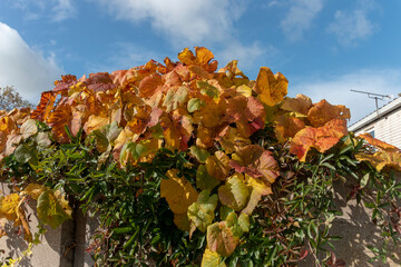 Autunm leaves