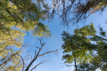 Blue Sky and Trees Branches