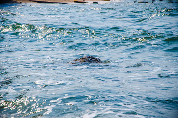 Fototapeta premium Ocean waves breaking on the rocks on the shore.