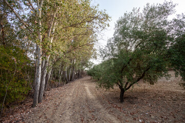 Beautiful Autumn Landscape with Natural Path