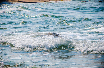 Fototapeta premium Ocean waves breaking on the rocks on the shore.