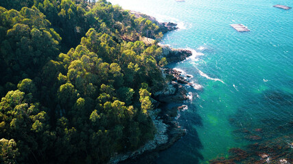 Aerial view of forest meeting the sea