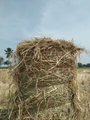 hay bales in the field