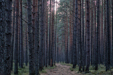 beautiful summer forest landscape, field and sky.