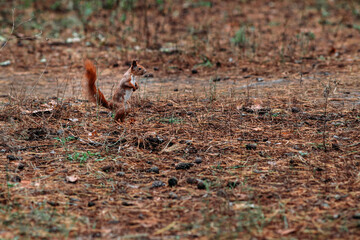 Fototapeta premium A girl feeds a walnut to a red squirrel in the autumn forest