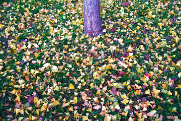 Yellow and green fan-shaped leaves of the ginkgo biloba tree in autumn