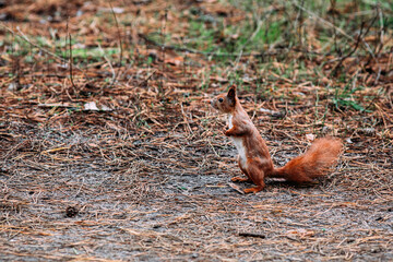  A girl feeds a walnut to a red squirrel in the autumn forest