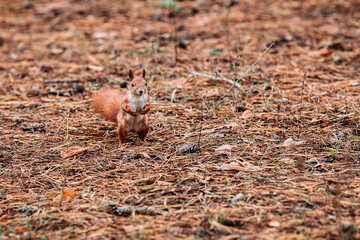  A girl feeds a walnut to a red squirrel in the autumn forest