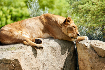 Beautiful portrait of an African lion resting on a rock in a zoo in Valencia, Spain