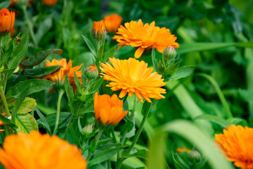 Calendula officinalis Calendula the medicinal .The leaves are very rich in vitamins