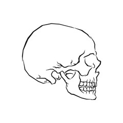 Sketch skull. Vintage vector helloween art. Abstract isolated illustration