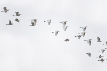 flocks of bird on the sky.