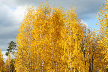 Horizontal photo of a group of white birch trees with yellow foliage is against the blue sky background in the forest in autumn