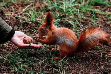  A girl feeds a walnut to a red squirrel in the autumn forest