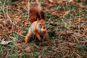 A girl feeds a walnut to a red squirrel in the autumn forest