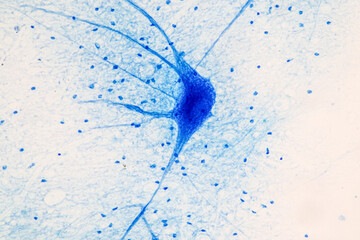 Education Spinal cord  and Motor Neuron under the microscope in Lab.
