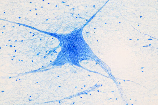 Education Spinal cord  and Motor Neuron under the microscope in Lab.
