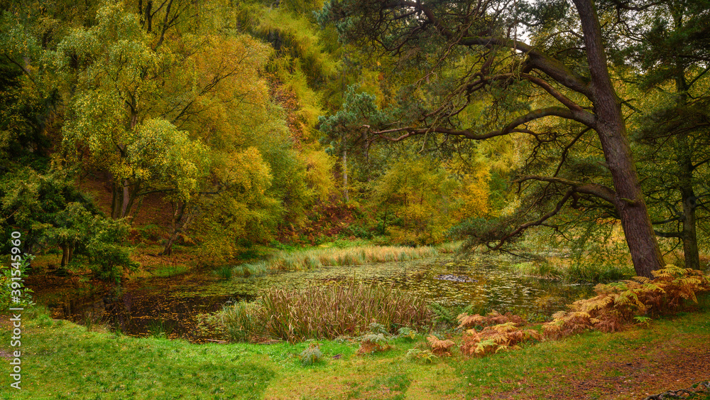 Wall mural small tarn in morralee wood, located at allen banks in the english county of northumberland and is p