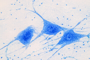 Education Spinal cord  and Motor Neuron under the microscope in Lab.
