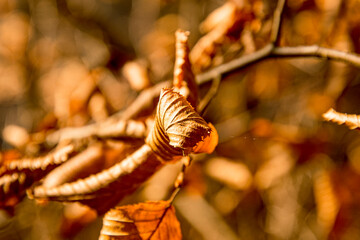 dry autumn leaves with branch