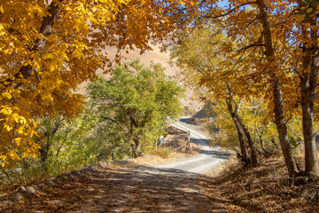 autumn landscape in the mountains