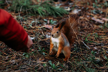  A girl feeds a walnut to a red squirrel in the autumn forest