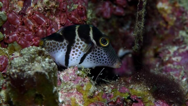 Black-saddled Toby fish hid in the crevices of the coral reef and looks at the underwater photographer. Canthigaster is a genus in the pufferfish family(Tetraodontidae) -  "toby" or "sharpnose puffer"