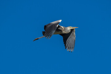 Fototapeta na wymiar Flying Gray Heron Ardea cinerea Costa Ballena Cadiz